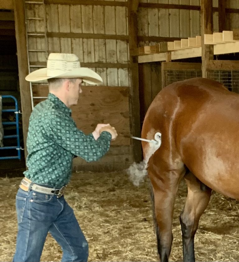 Freeze Branding Horses at the Ranch Schwieter Land & Livestock