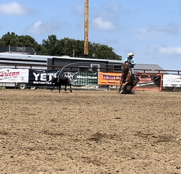 Midwest Draft Cross and Quarter Horse Sale, Jamesport, Missouri