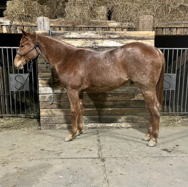 Semi Annual Midwest Draft Cross and Quarter Horse Sale, Jamesport