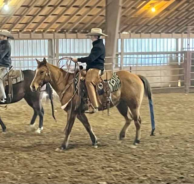 “Hank” 2019 AQHA Dun Gelding | Schwieter Land & Livestock